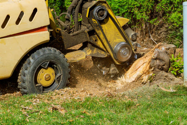 Bridgeport, CT Tree Removal Company